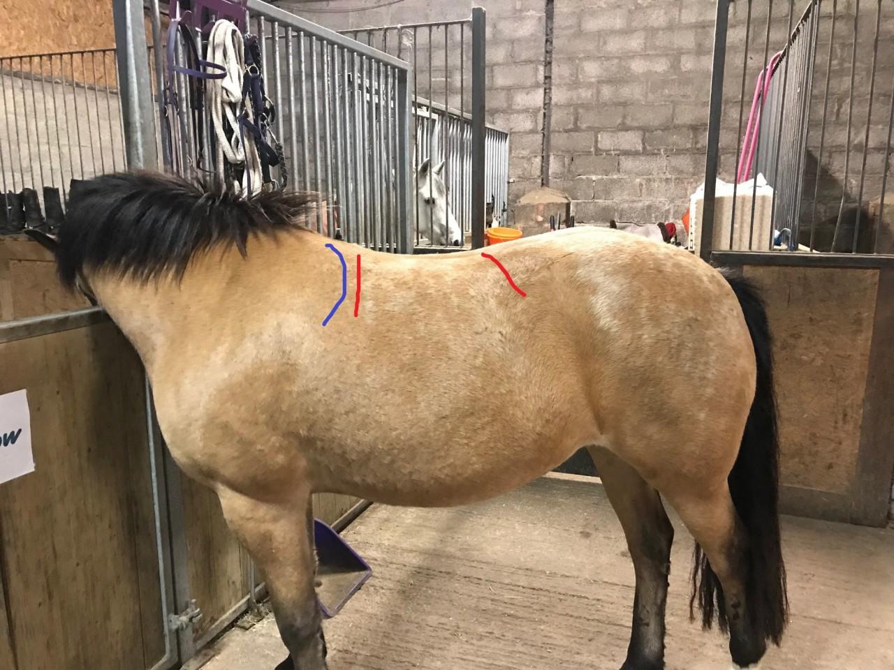 Back Profile And Tree Selection Part 2 Horses With Low Or No Withers My Blog Stephanie Bloom Saddle Fitter,White Sweet Potato Pie